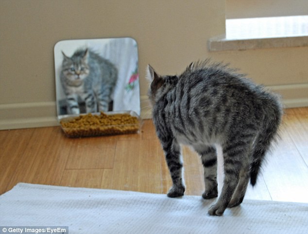 Giải mã hiện tượng nổi da gà - Ảnh 1. Giải mã hiện tượng nổi da gà - Ảnh 1.