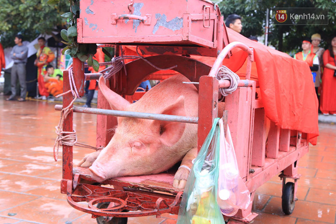 Lễ hội chém lợn tại Bắc Ninh: Ông Ỉ được đưa vào khu vực sân đình chờ đến giờ làm lễ.