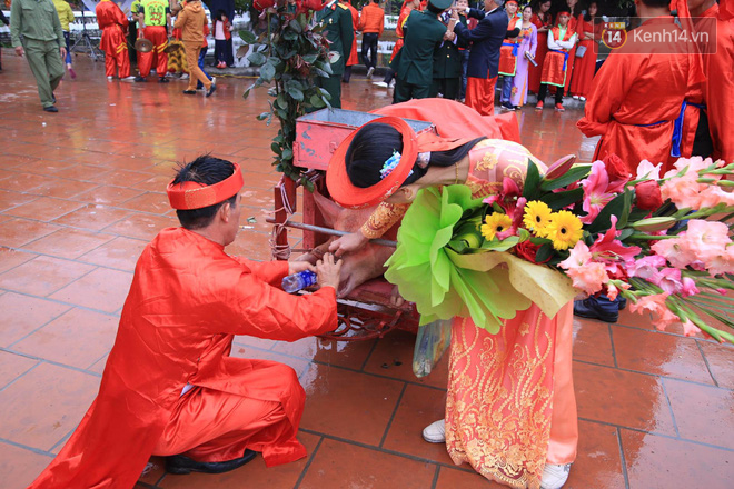 lễ chém lợn ở Ném Thượng, Bắc Ninh: "Ông ỉ" được chăm sóc, cho uống nước trước khi bị tế.

