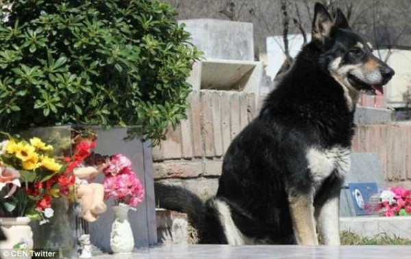 Sau 11 năm âm dương cách biệt, cuối cùng chú chó ‘trung thành nhất thế giới’ cũng được đến bên chủ - Ảnh 1.