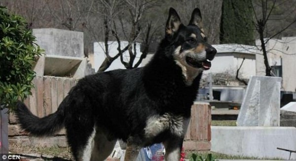 Sau 11 năm âm dương cách biệt, cuối cùng chú chó ‘trung thành nhất thế giới’ cũng được đến bên chủ - Ảnh 2.