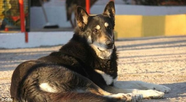 Sau 11 năm âm dương cách biệt, cuối cùng chú chó ‘trung thành nhất thế giới’ cũng được đến bên chủ - Ảnh 3.