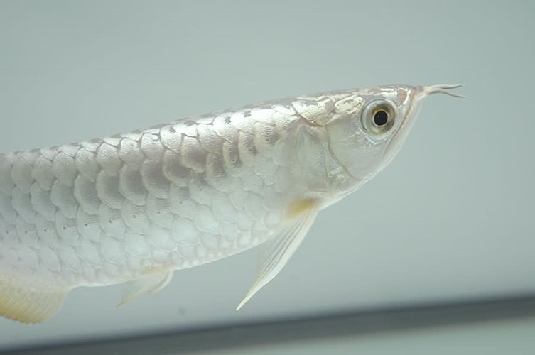 Lo&agrave;i c&aacute; đắt nhất thế giới, c&oacute; gi&aacute; ngang ngửa mấy căn hộ cao cấp c&oacute; g&igrave; đặc biệt? - Ảnh 7.