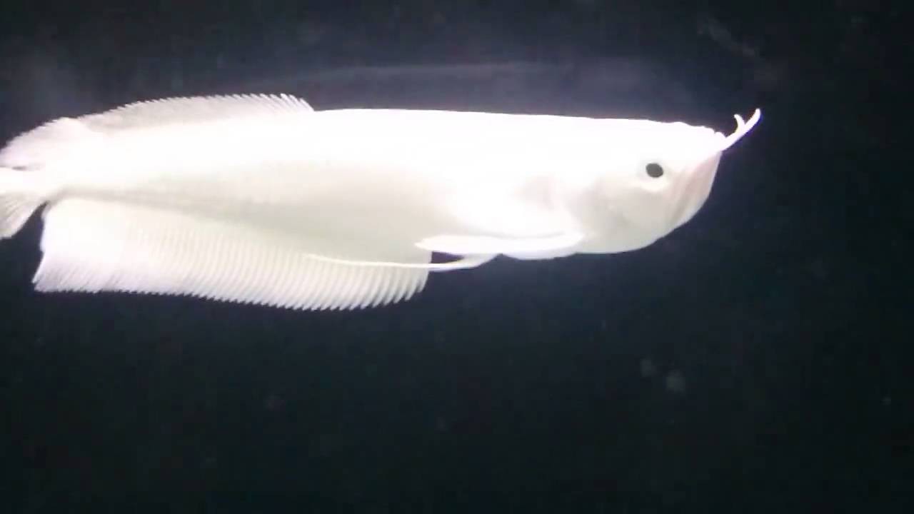 Lo&agrave;i c&aacute; đắt nhất thế giới, c&oacute; gi&aacute; ngang ngửa mấy căn hộ cao cấp c&oacute; g&igrave; đặc biệt? - Ảnh 5.