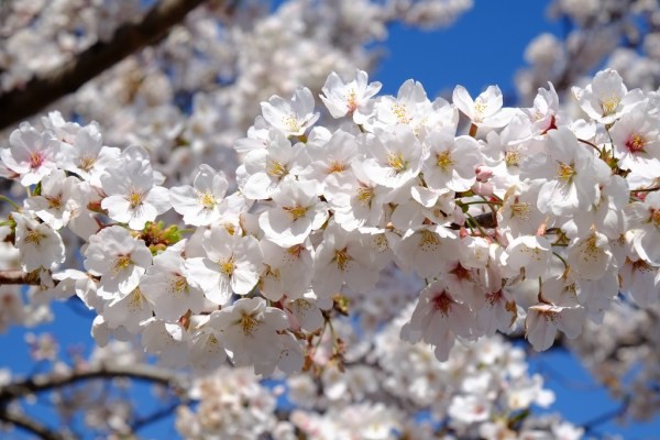 Nếu tưởng Sakura - hoa anh đào Nhật Bản chỉ có một loại thì bạn đã nhầm to rồi - Ảnh 3.
