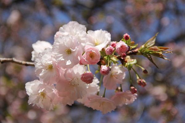 Nếu tưởng Sakura - hoa anh đào Nhật Bản chỉ có một loại thì bạn đã nhầm to rồi - Ảnh 7.