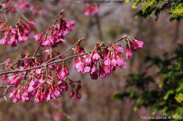 Nếu tưởng Sakura - hoa anh đào Nhật Bản chỉ có một loại thì bạn đã nhầm to rồi - Ảnh 9.