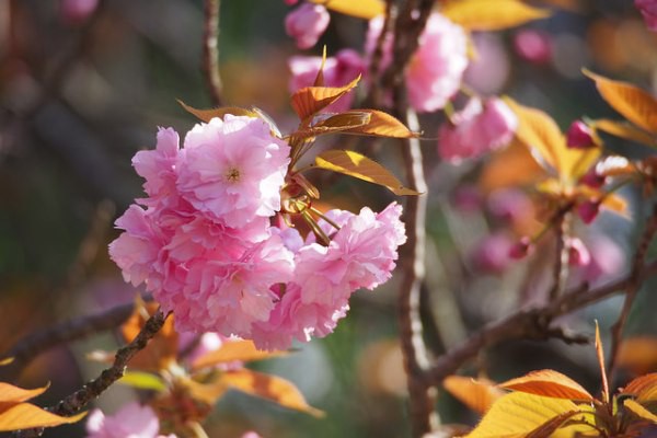 Nếu tưởng Sakura - hoa anh đào Nhật Bản chỉ có một loại thì bạn đã nhầm to rồi - Ảnh 10.