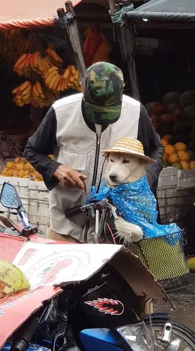 The rain was wet, and the old man still had his dog put on his hat first: Look so good! - Photo 3.