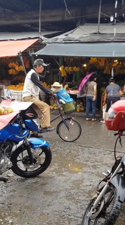 The rain was wet, and the old man still had his dog put on his hat first: Look so good! - Image 5.