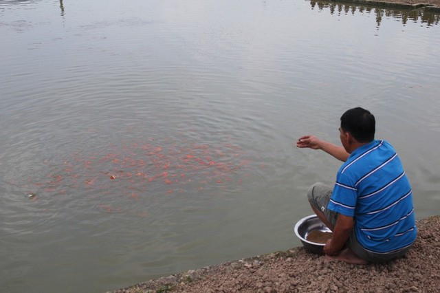 Lãi đậm nhờ kinh doanh cá chép đỏ cho ngày ông Công, ông Táo - Ảnh 3.