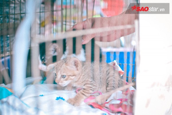 Chuyện những ‘bà khùng’ gần 20 năm cưu mang mèo hoang ở Sài Gòn - Ảnh 6.