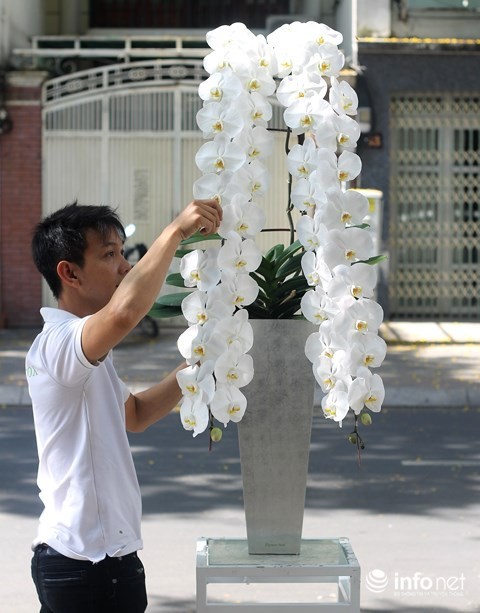 Đại gia chi 100 triệu đồng chơi hoa mai Mỹ, đông đào đỏ nhập từ Hà Lan - Ảnh 8.