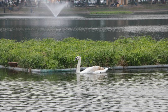 GS Lê Văn Lan: Thả thiên nga ở Hồ Gươm là rất thuận, hợp lí - Ảnh 8.