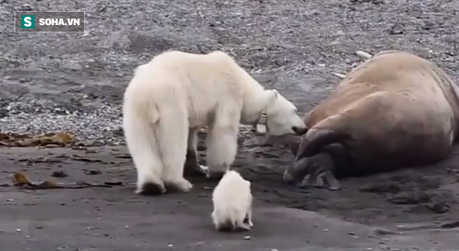 Thiếu sữa cho con, gấu Bắc Cực mẹ liều lĩnh áp sát kẻ thù to lớn: Một thước phim cảm động! - Ảnh 1.