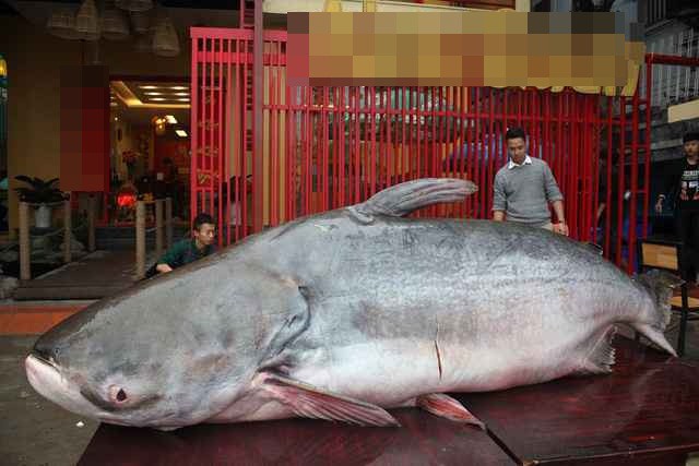 Thực hư chuyện đại gia Hà Nội mua cá khổng lồ giá trăm triệu về ăn Tết - Ảnh 1.