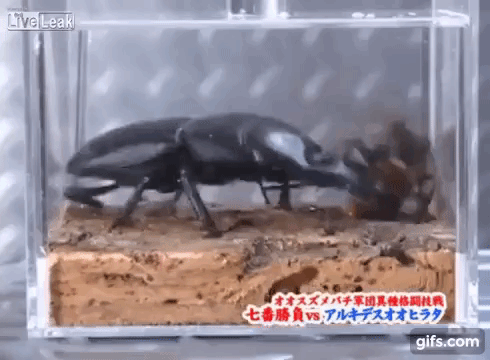 Ong bắp cày khổng lồ quyết đấu bọ cánh cứng: Bị xé xác làm đôi vì quá hung hăng - Ảnh 4.