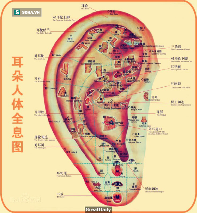 Xoa vuốt tai trong 10 phút: Tác dụng kỳ diệu từ đầu đến chân, thông máu, sạch nội tạng - Ảnh 1.