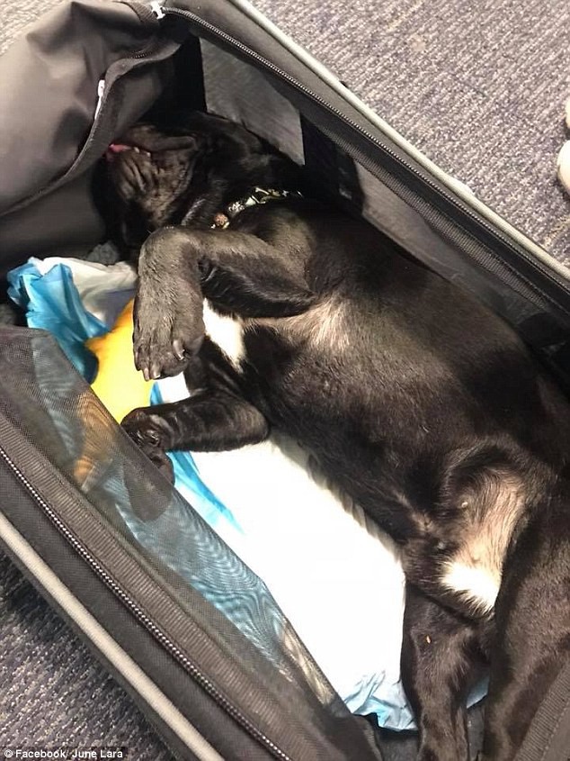 Chú chó bulldog chết thảm trên chuyến bay của United Airlines sau bị khi tiếp viên hàng không yêu cầu nhét vào khoang hành lý - Ảnh 1.