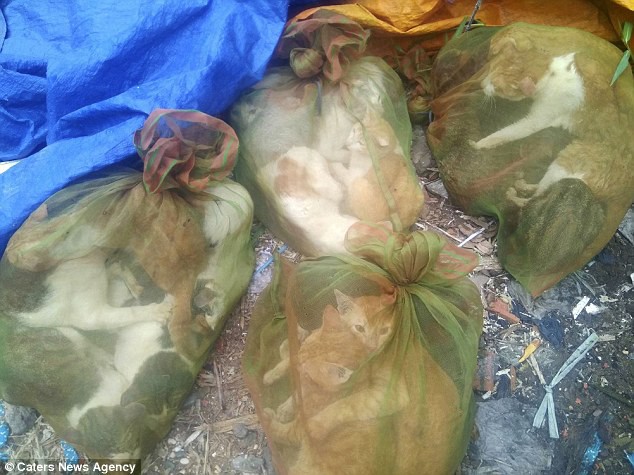 Chợ tiêu thụ thịt mèo ở Việt Nam lên báo nước ngoài với những hình ảnh đáng thương gây ám ảnh - Ảnh 1.