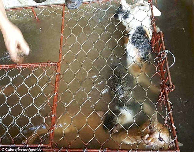 Chợ tiêu thụ thịt mèo ở Việt Nam lên báo nước ngoài với những hình ảnh đáng thương gây ám ảnh - Ảnh 3.
