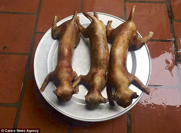 Chợ tiêu thụ thịt mèo ở Việt Nam lên báo nước ngoài với những hình ảnh đáng thương gây ám ảnh - Ảnh 5.