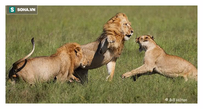 Thân gái dặm trường: Sư tử cái chạy bán sống bán chết vì bị con đực truy sát - Ảnh 2.
