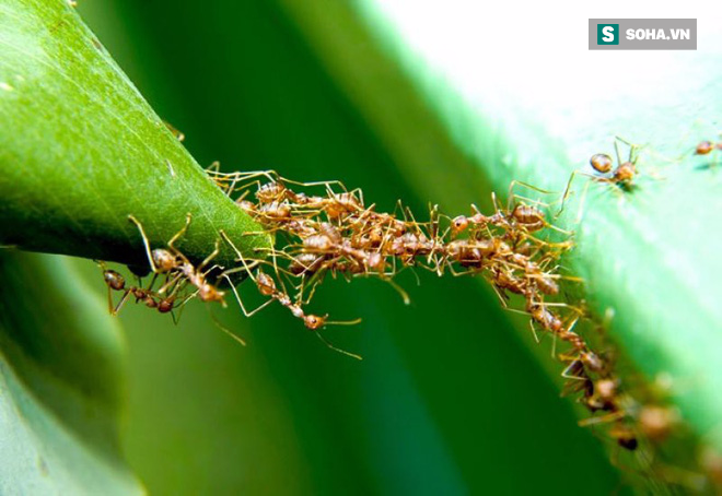 Giải mã quy tắc xây cầu vượt có 1-0-2 của loài kiến - Ảnh 1.