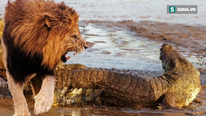 Hai sư tử đực bơi qua sông thì bị cá sấu tập kích, phép màu ở phút cuối! - Ảnh 2.
