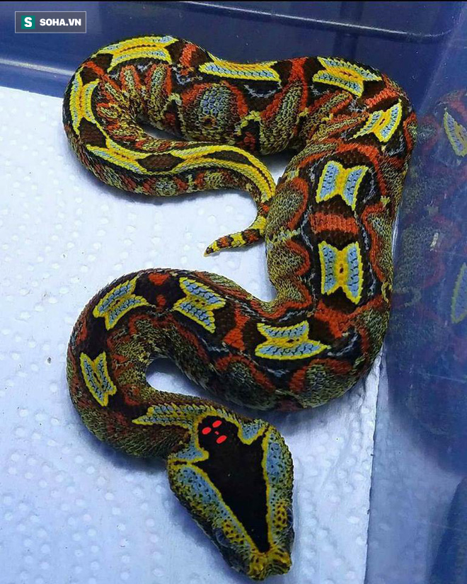 Cận cảnh loài rắn nguy hiểm bậc nhất châu Phi, sở hữu dấu hiệu thần chết ngay trên đầu - Ảnh 1.