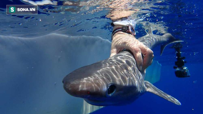 Phát hiện loài cá mập mới ở Đại Tây Dương, có tổ tiên già hơn khủng long - Ảnh 1.