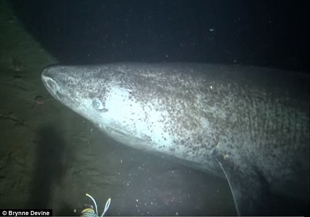 Chiêm ngưỡng thước phim đầu tiên về quái vật 500 tuổi hiếm nhất thế giới: Cá mập Greenland - Ảnh 3.