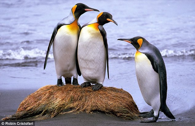 Khi hoàng đế băng hà: Vua của chim cánh cụt có thể vĩnh viễn bị xóa sổ trong tương lai gần - Ảnh 1.