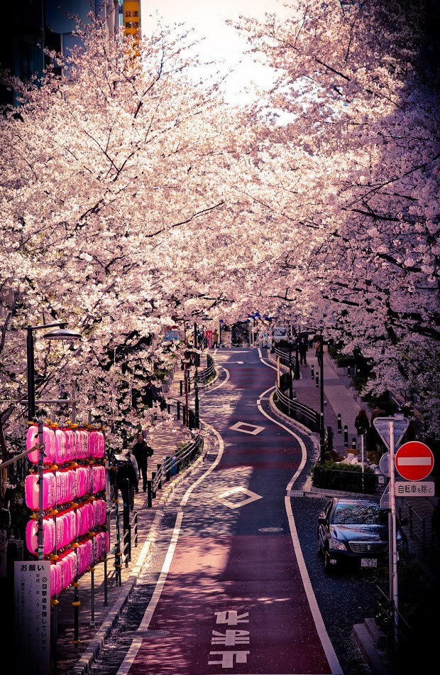 Cuộc sống, cái chết và sự tái sinh - triết lý gói gọn trong một đóa hoa Sakura - Ảnh 3.