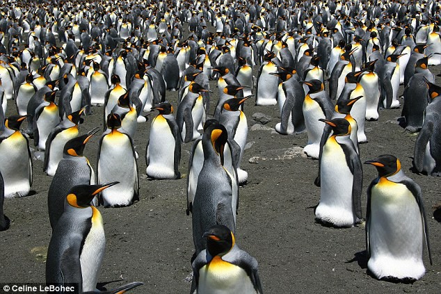 Khi hoàng đế băng hà: Vua của chim cánh cụt có thể vĩnh viễn bị xóa sổ trong tương lai gần - Ảnh 3.