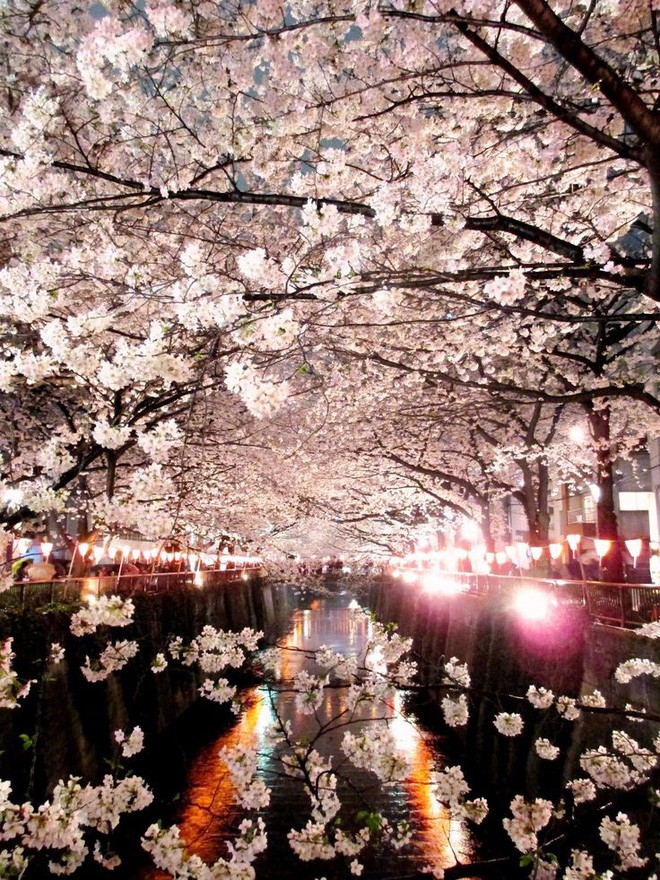 Cuộc sống, cái chết và sự tái sinh - triết lý gói gọn trong một đóa hoa Sakura - Ảnh 4.
