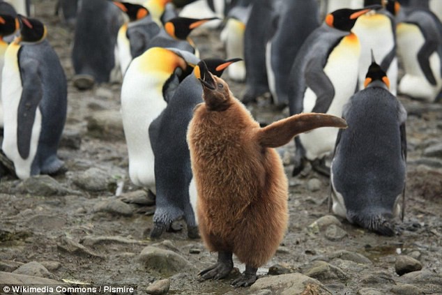 Khi hoàng đế băng hà: Vua của chim cánh cụt có thể vĩnh viễn bị xóa sổ trong tương lai gần - Ảnh 5.