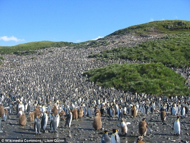 Khi hoàng đế băng hà: Vua của chim cánh cụt có thể vĩnh viễn bị xóa sổ trong tương lai gần - Ảnh 6.