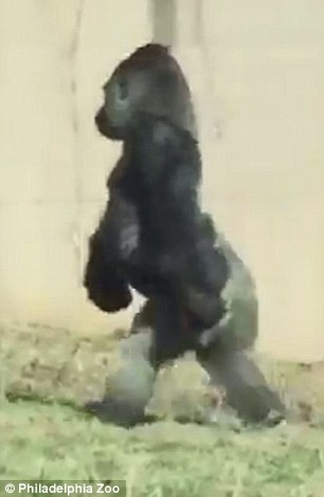 Chú Gorilla khiến cộng đồng mạng cười ngất với màn đi bằng 2 chân để tránh bị bẩn tay khi ăn - Ảnh 2.
