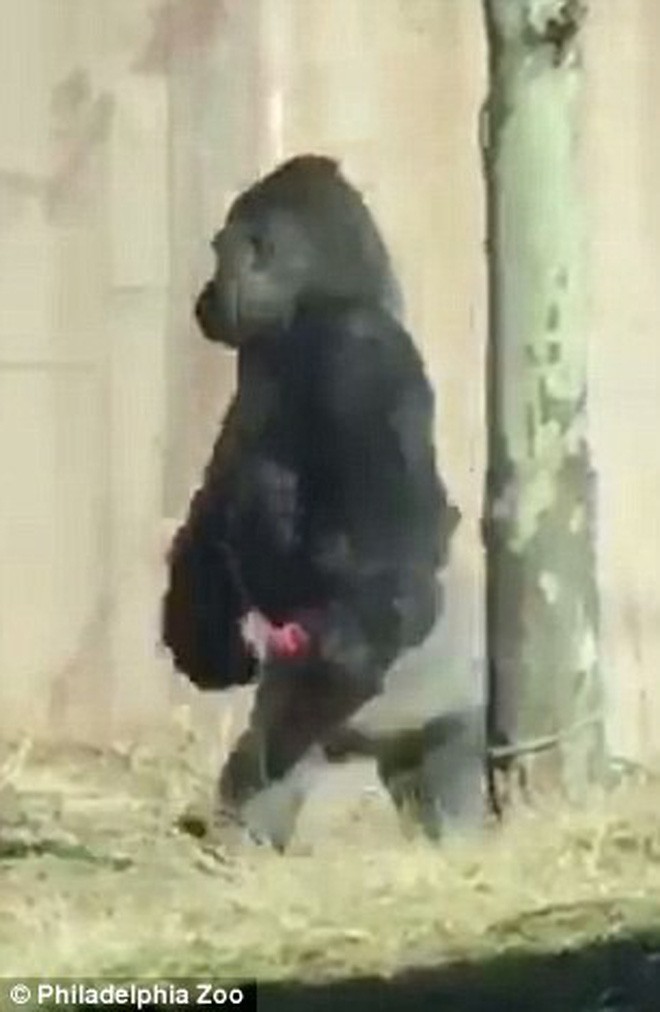 Chú Gorilla khiến cộng đồng mạng cười ngất với màn đi bằng 2 chân để tránh bị bẩn tay khi ăn - Ảnh 3.