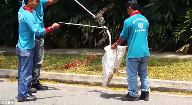 Huyết chiến giữa trăn vua và hổ mang chúa: Mèo nào cắn mỉu nào? - Ảnh 7.