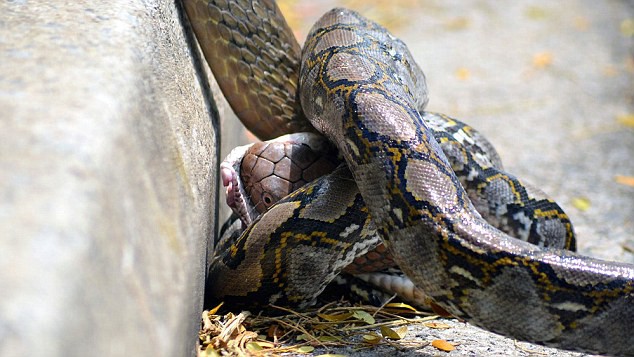 Huyết chiến giữa trăn vua và hổ mang chúa: Mèo nào cắn mỉu nào? - Ảnh 8.