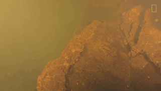 Thử đặt máy quay trong lòng núi lửa dưới đáy biển, khoa học bất ngờ khi tìm thấy thứ này - Ảnh 1.