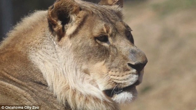 Bí ẩn sư tử cái 18 năm bỗng mọc bờm như con đực cuối cùng đã có câu trả lời - Ảnh 2.