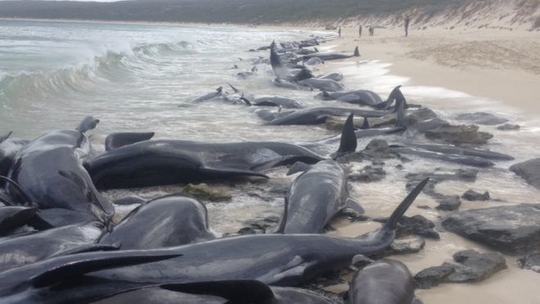 Úc: Hơn 100 con cá voi mắc cạn, phơi xác trên bãi biển - Ảnh 5.