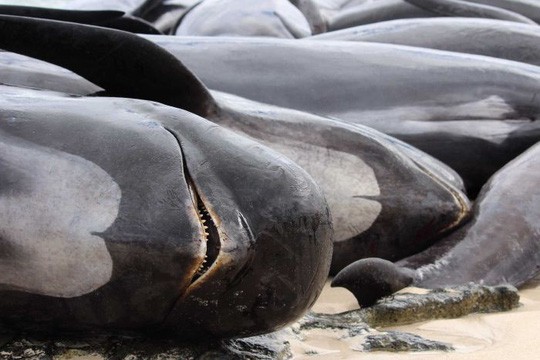 Úc: Hơn 100 con cá voi mắc cạn, phơi xác trên bãi biển - Ảnh 6.