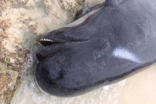 Úc: Hơn 100 con cá voi mắc cạn, phơi xác trên bãi biển - Ảnh 7.