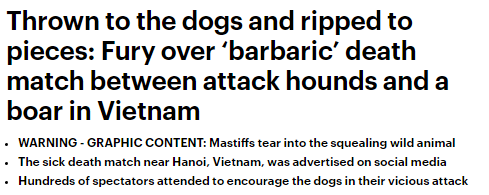 Sau chợ tiêu thụ thịt mèo ở thành phố HCM, vụ thả chó chiến cắn xé lợn rừng ở Việt Nam lên báo nước ngoài - Ảnh 1.