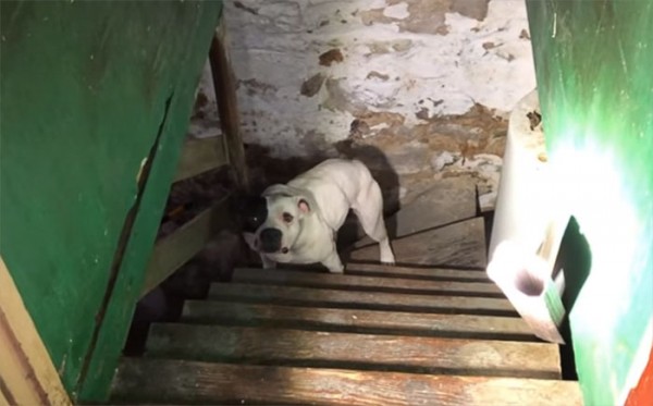 Phản ứng của chó pitbull khi được giải cứu khỏi tầng hầm khiến ai cũng ngỡ ngàng - Ảnh 1.
