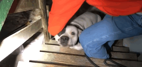 Phản ứng của chó pitbull khi được giải cứu khỏi tầng hầm khiến ai cũng ngỡ ngàng - Ảnh 2.